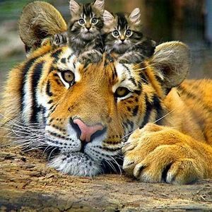 Meet your Posher, Sherry